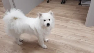 nettoyage chien prestations