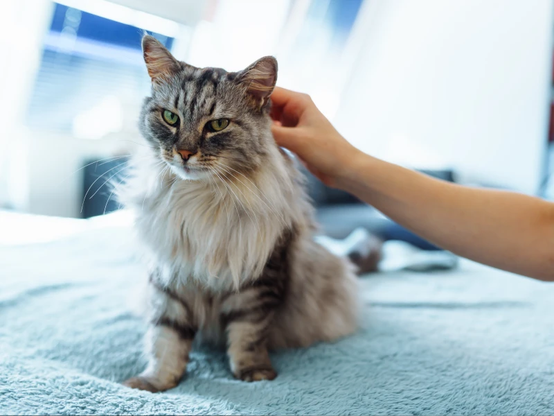 toilettage chat