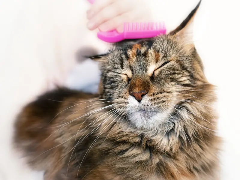 toilettage chat